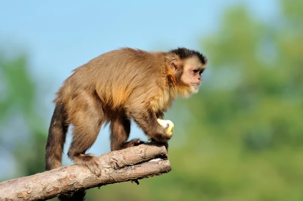 Капуцинская обезьяна — стоковое фото