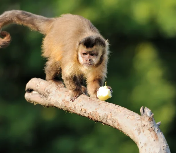 Scimmia cappuccina — Foto Stock