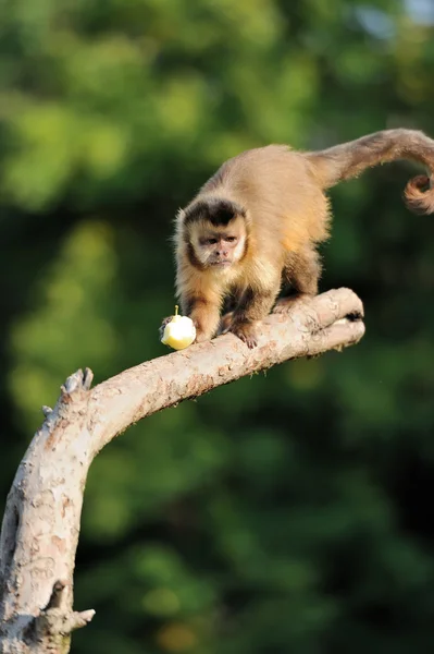Capuchin apa — Stockfoto