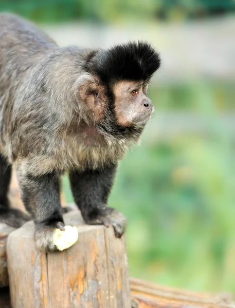 Capuchin maymunu — Stok fotoğraf