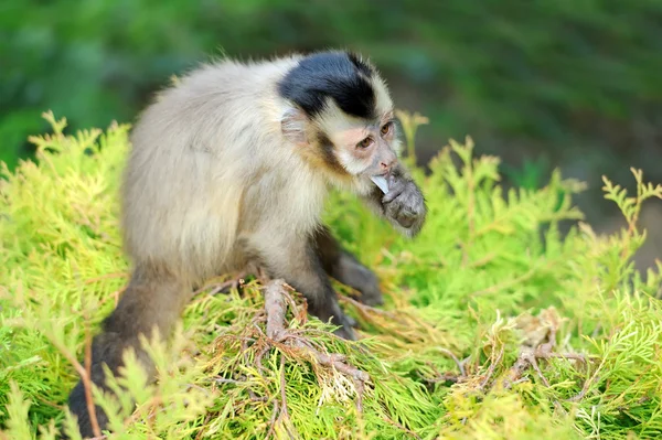 Macaco-prego — Fotografia de Stock