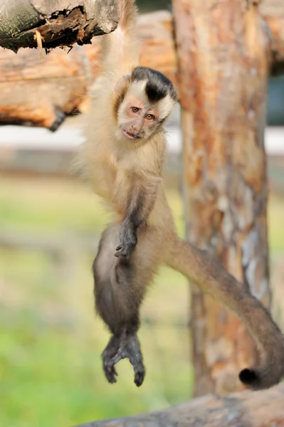 Kapucinus majom — Stock Fotó