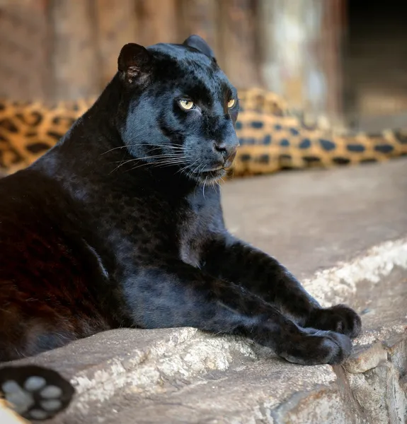 Schwarzer Leopard — Stockfoto