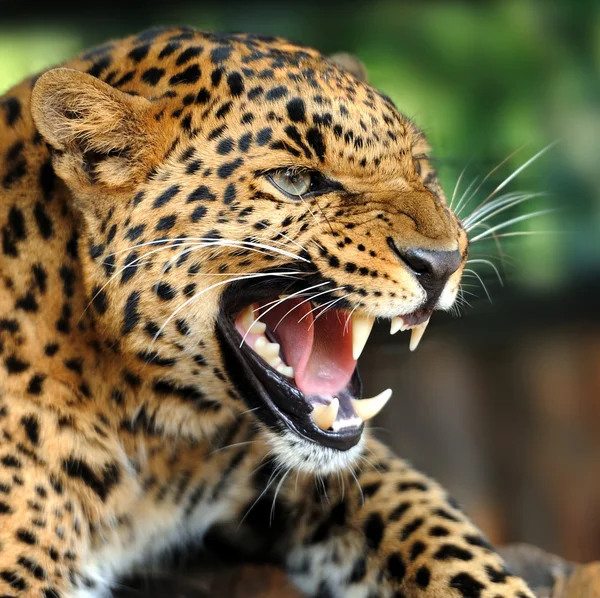 Leopard porträtt — Stockfoto