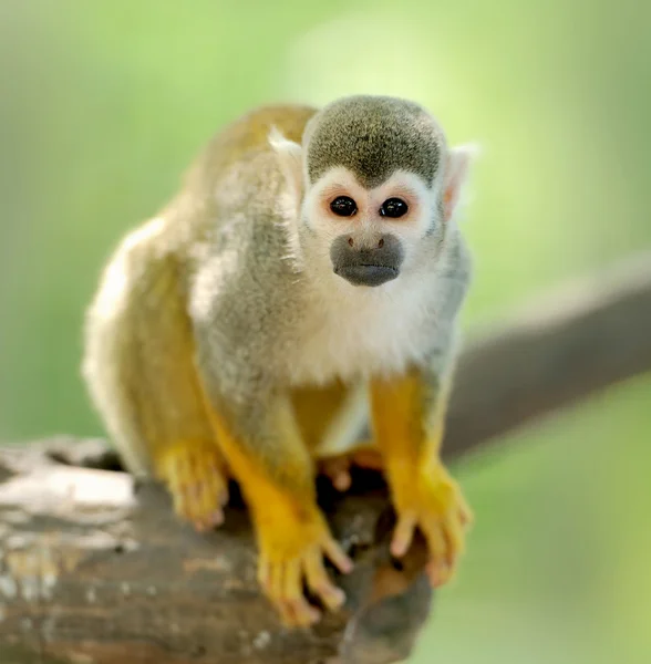 Ortak bir sincap maymun Close-Up — Stok fotoğraf