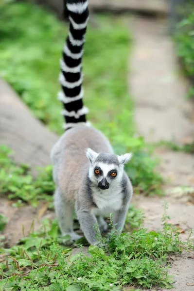 Młody ogoniasty lemur — Zdjęcie stockowe