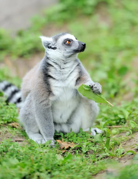 Lémur joven de cola anillada — Foto de Stock