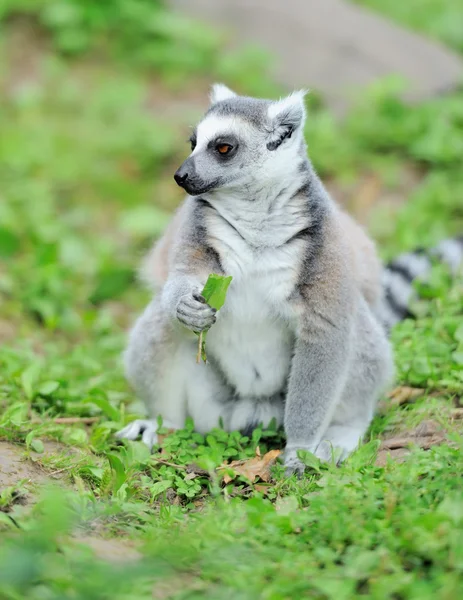 Giovane lemure dalla coda ad anello — Foto Stock