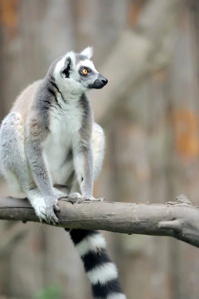 Unga ring-tailed lemur — Stockfoto