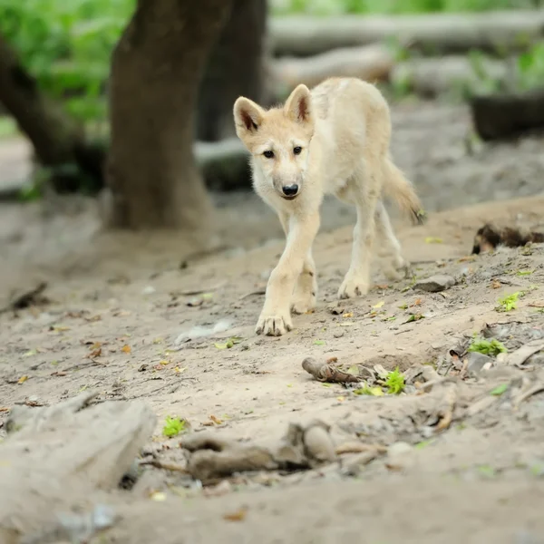 Arktický vlk štěně — Stock fotografie