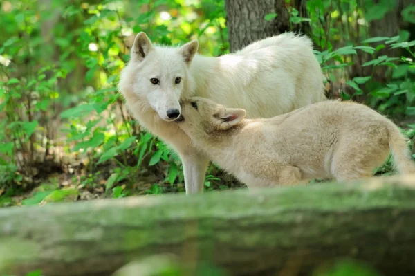 stock image White wolf in forest