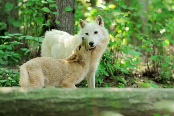 Білий вовк у лісі — стокове фото