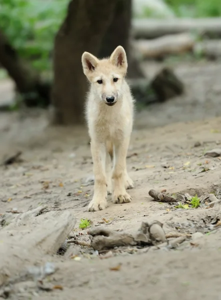Filhote de lobo ártico — Fotografia de Stock