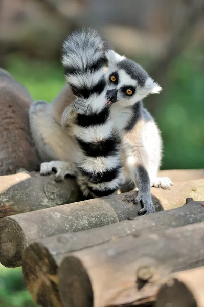 Giovane lemure dalla coda ad anello — Foto Stock