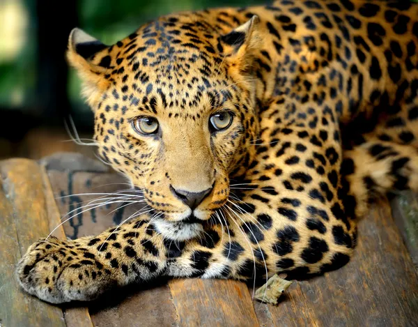 Leopard porträtt Royaltyfria Stockbilder