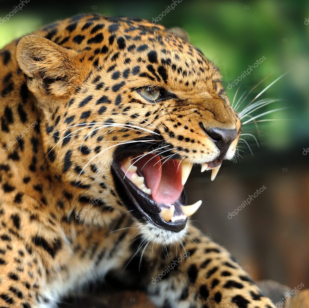 Leopard portrait Stock Photo by ©VolodymyrBur 12144062