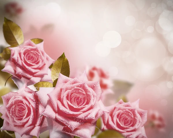 Rózsa virágok — Stock Fotó