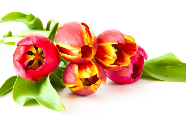 Flores tulipanes — Foto de Stock