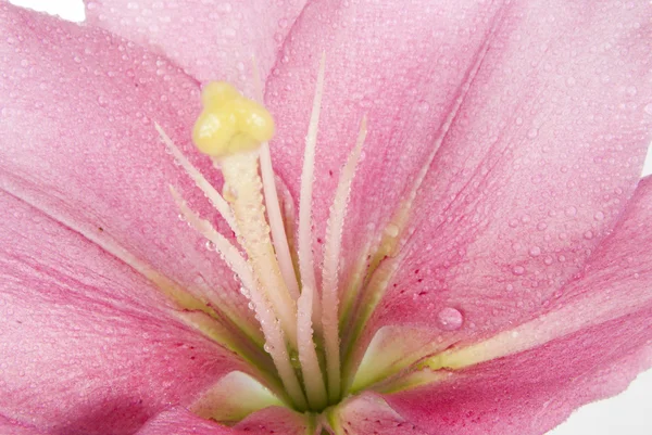 Kukka — kuvapankkivalokuva