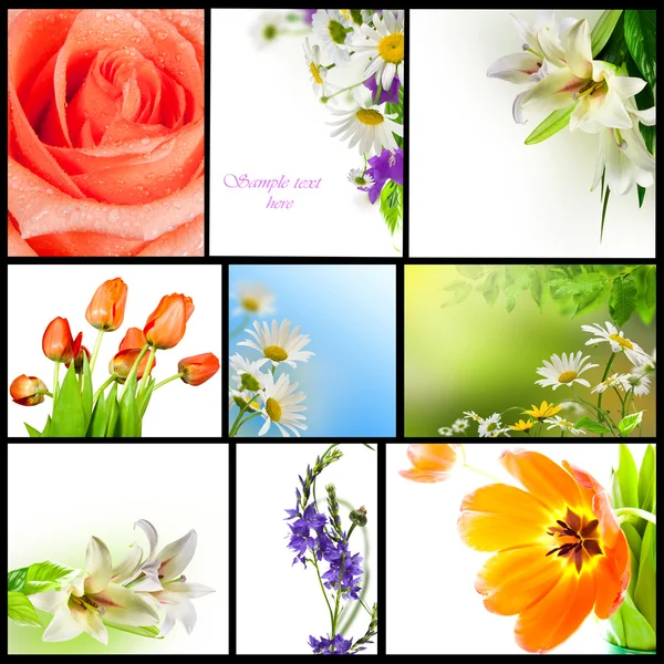 Колекція квіти — стокове фото