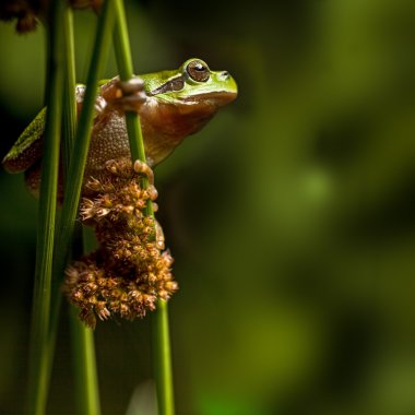 Tree frog crawling in vegetation clipart