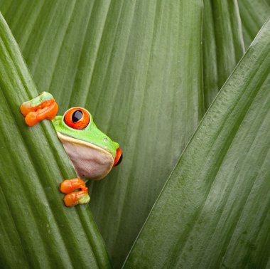 Red eyed tree frog clipart