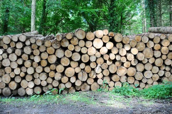 Montón de troncos forestales largos —  Fotos de Stock