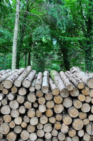Forest Log Pile — Stock Photo, Image