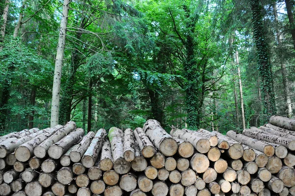 Long Forest Log Pile — Stock Photo, Image