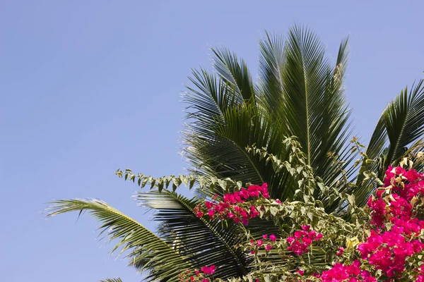 stock image Palm trees against the blue sky