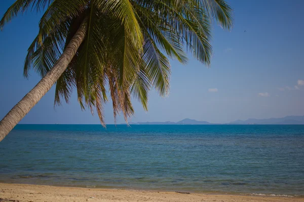 stock image Palm trees against the blue sky