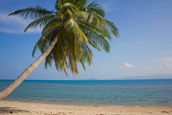 stock image Palm trees against the blue sky