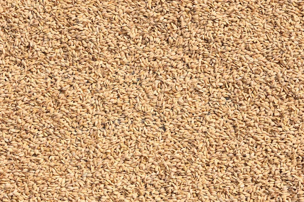 Рису насіння — стокове фото