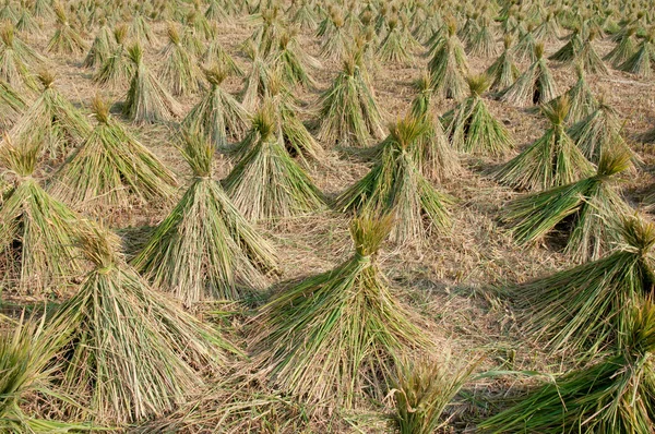 stock image Harvested rice field