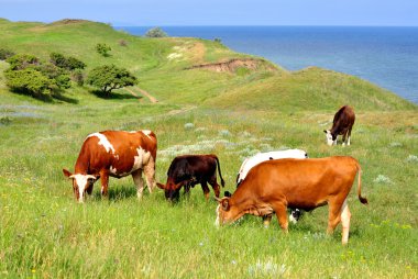 Four cows and a calf clipart