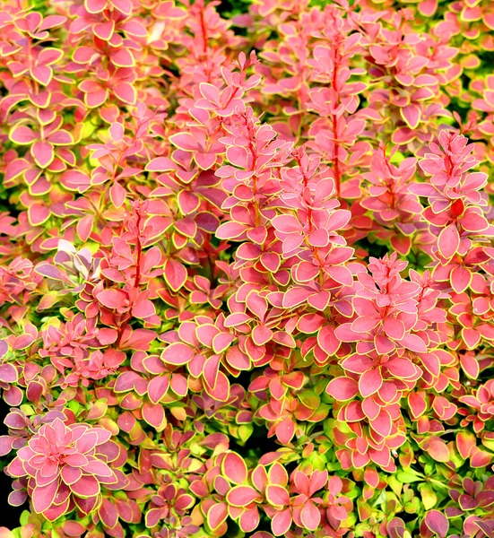 stock image Barberry