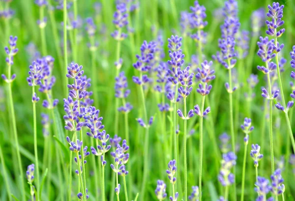 stock image Blooming lavender