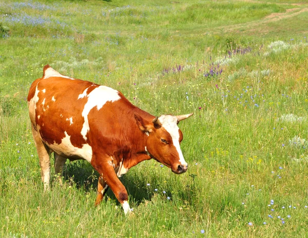 Vacas em pastoreio — Fotografia de Stock