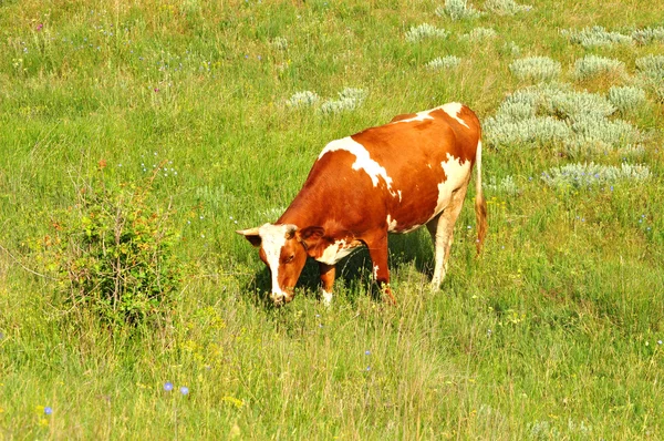 Выпас красной коровы — стоковое фото