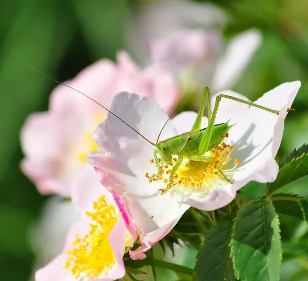 Green grasshopper — Stock Photo, Image