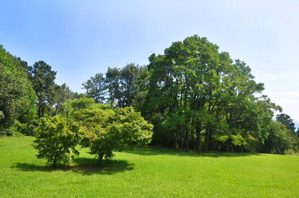 Summer park: woods and lawn. Sochi arboretum
