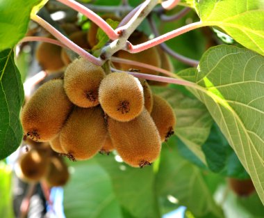 Cultivation of kiwifruits clipart