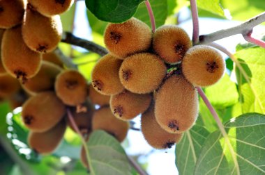 Harvest of kiwifruit clipart