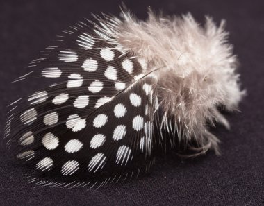 Spotted black and white feather on a black background clipart