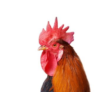 Isolated rooster portrait clipart