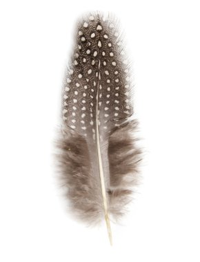 Guinea fowl feather on white background clipart