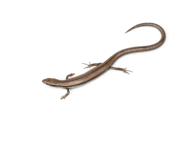 Um pequeno lagarto em um fundo branco — Fotografia de Stock