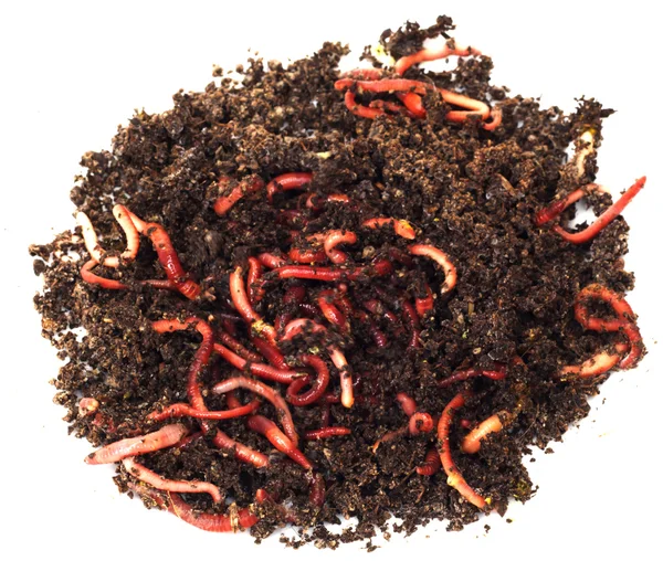 Red worms in compost - bait for fishing — Stock Photo, Image