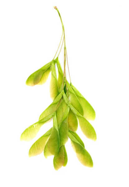 Μεγέθυνση της σπόροι φρέσκο πράσινο σφενδάμνου σε άσπρο φόντο — Φωτογραφία Αρχείου