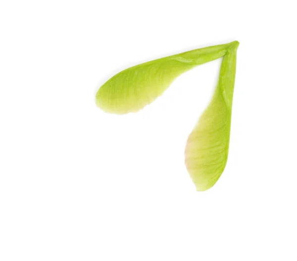 Detail čerstvý zelený javor semen na bílém pozadí — Stock fotografie